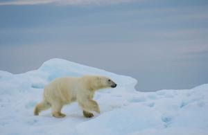 Russland | Tschukotka - Russlands ferner Osten und Wrangel Island